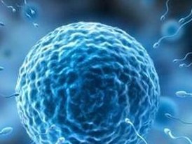 试管冻胚移植前注意什么？