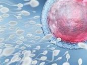 三代试管微刺激方案打达芙通促排后一般可以取几个卵？